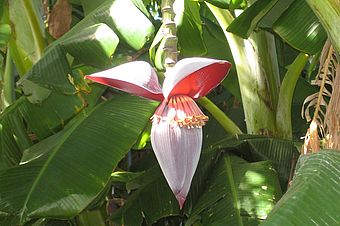  Blüte einer Bananenstaude