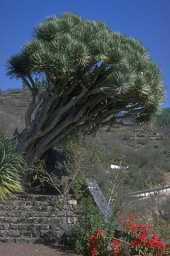 Drachenbaum