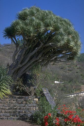 Drachenbaum