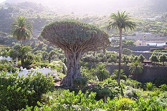 Drago Milenario, Icod de los Vinos